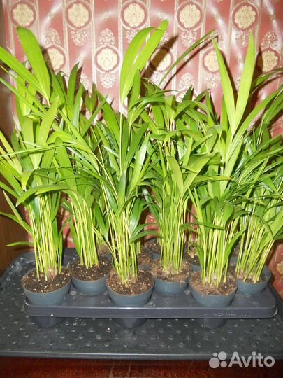 Дипсис пальма