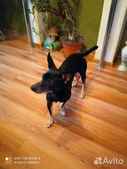 Тверкпинчер