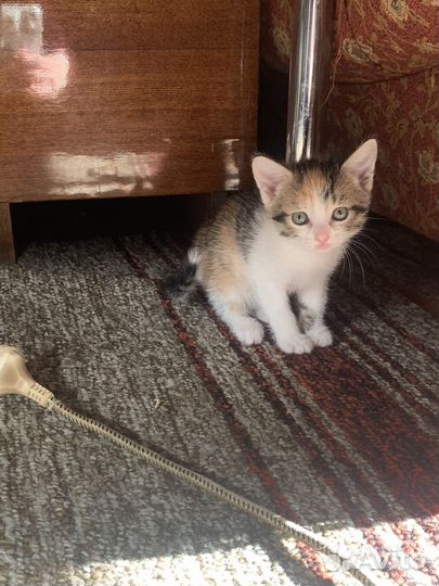 Котятки в добрые руки