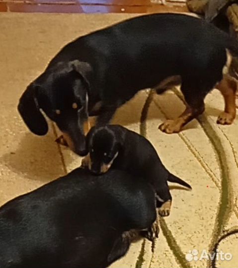 Щенки таксы