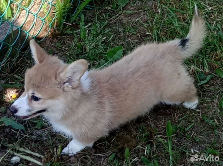 Щенки корги