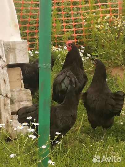 Куры молодки