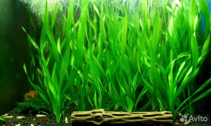Растения для аквариума. Живые растения