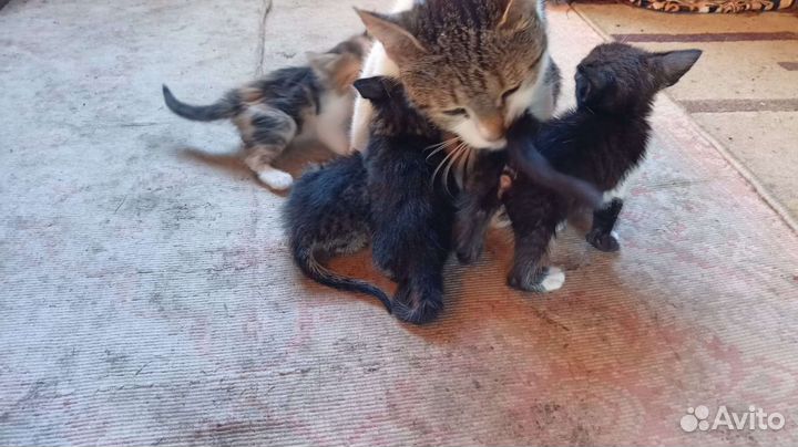 Котята Турецкий Ван