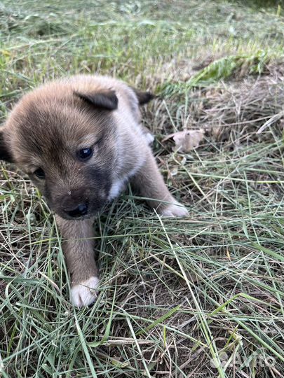 Отдам в добрые руки