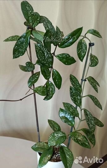 Хойи набором 10 шт/срезы+укорененные