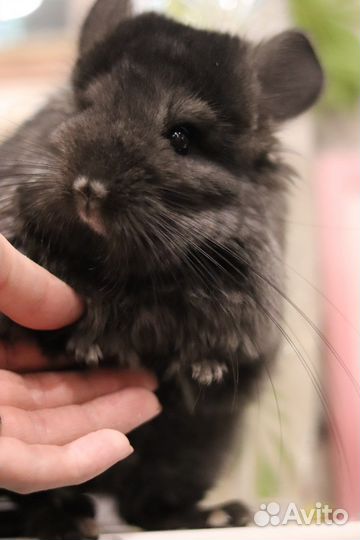 Ручные шиншиллы ангоры девочки