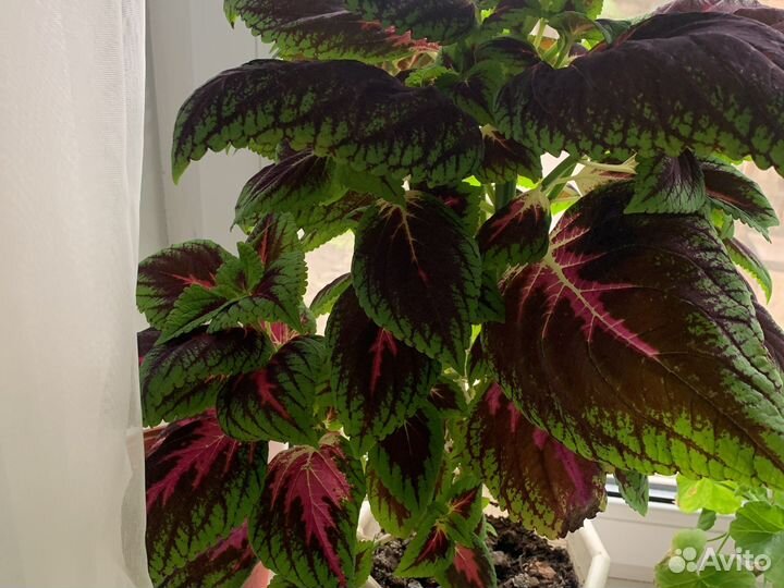 Колеус Блюме