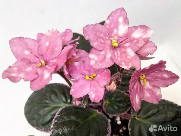 Фиалки сортовые набор 13 сортов