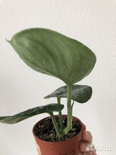 Калатея пинк страйпс / сциндапсус пиктус требе