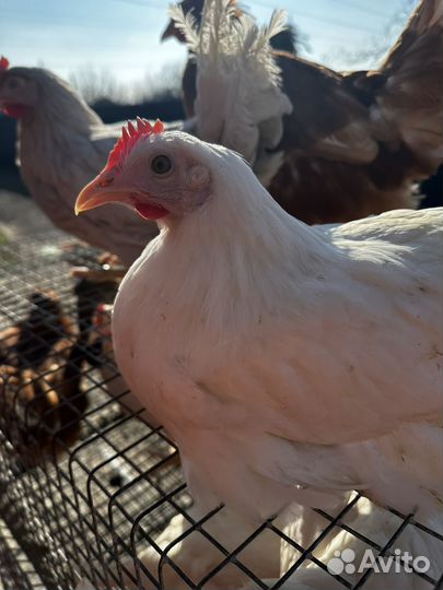 Куры несушки домашние с доставкой