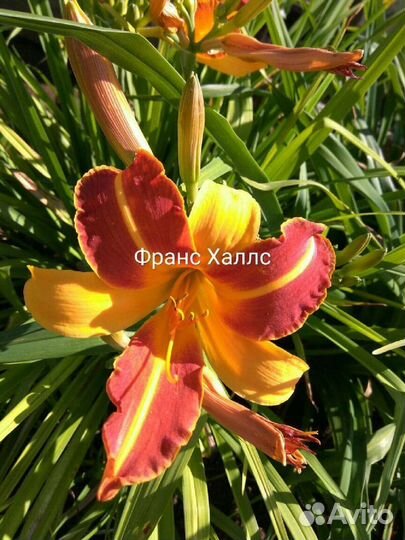 Лилейники сортовые