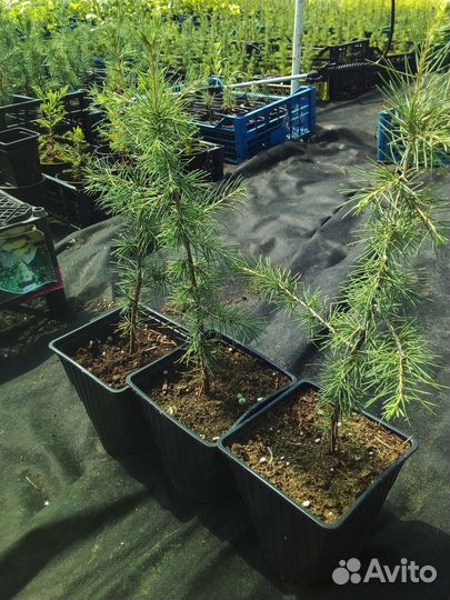 Кедр Ливанский