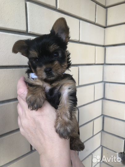 Йоркширский терьер мини щенки