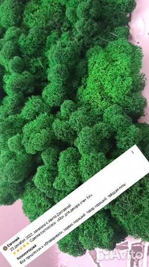 Стабилизированный мох для декора помещений