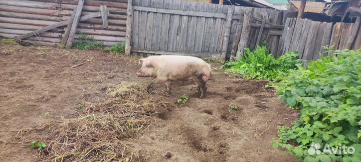Поросенок ландрас Дюрок