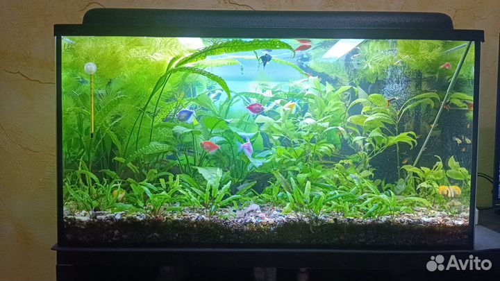 Аквариумное растение лимонник,криптокорина