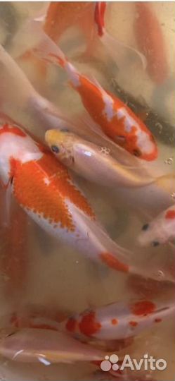 Прудовые карпы кои, кометы