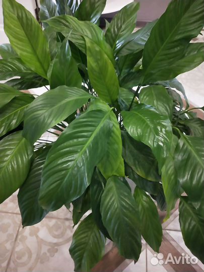 Спатифиллум