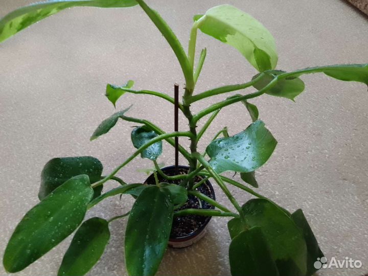 Филодендрон марбл вайт вар