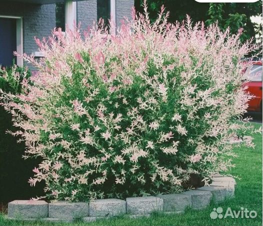 Декоративные кустарники