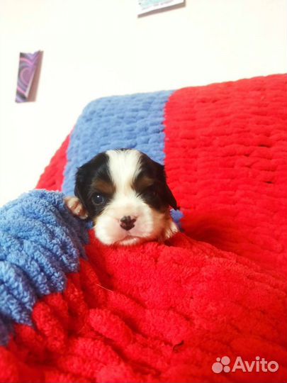 Щенки ккчс 70 тыс. РКФ