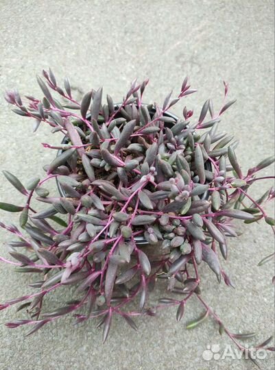 Оттона мясистая