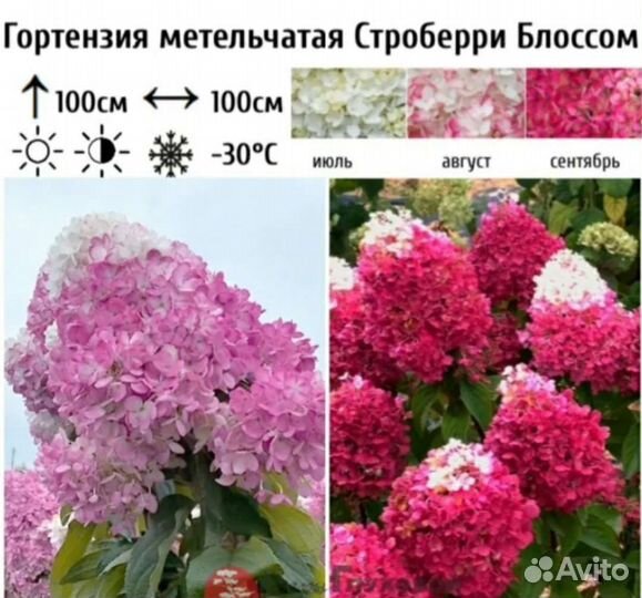 Гортензия метельчатая Стравберри Блоссом