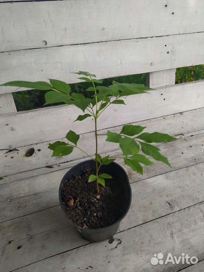 Эводия Даниэля/Хубейская/Тетрадиум/семена