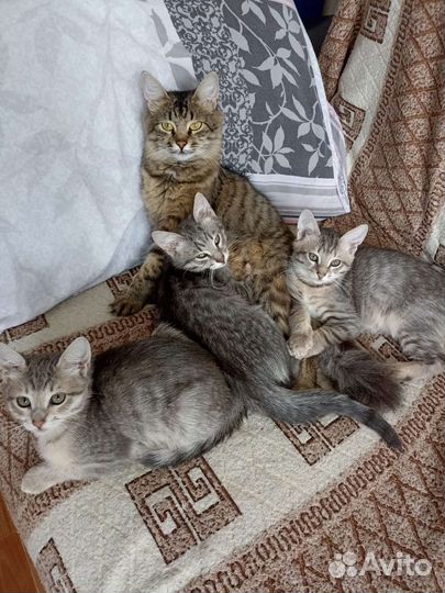 Котята в добрые руки