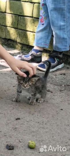 Выкинули малыша-помогите спасти. Возраст1-1,5мес