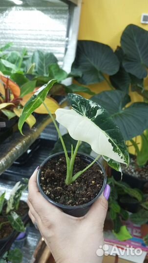 Алоказия фрайдек вариегатная