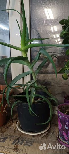 Цветочки комнатные