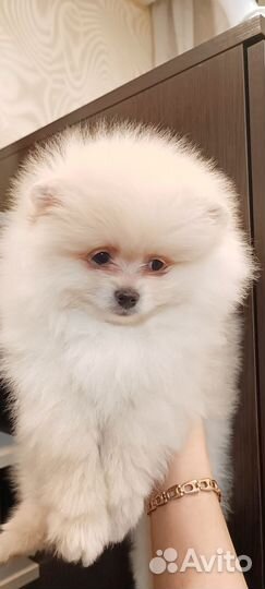 Щенки померанского шпица