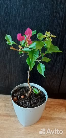 Бугенвиллия Vera Deep purple