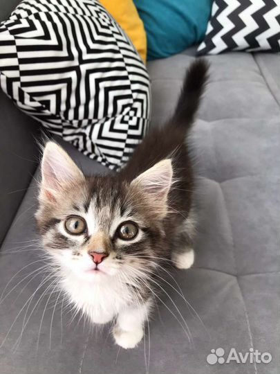 Котенок девочка 1, 5 месяца