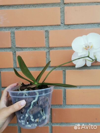 Орхидея фаленопсис