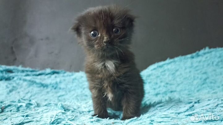 Вислоухие котята