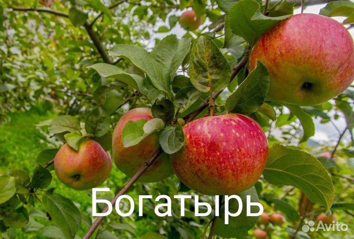Саженцы яблони