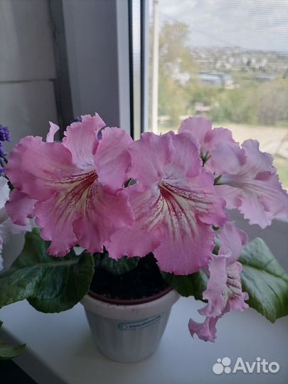 Детки стрептокарпусов