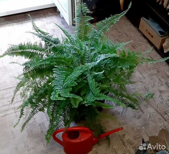 Папоротник Нефролепис