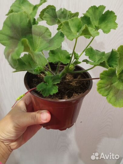 Герань пеларгония