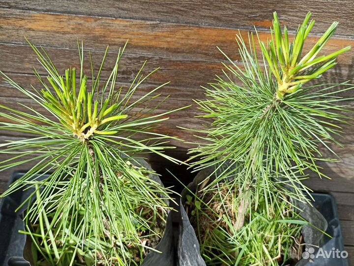 Кедр саженец высотой 25-28 см