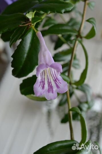 Скальный эсхинантус(Aeschynanthus Rupestries)