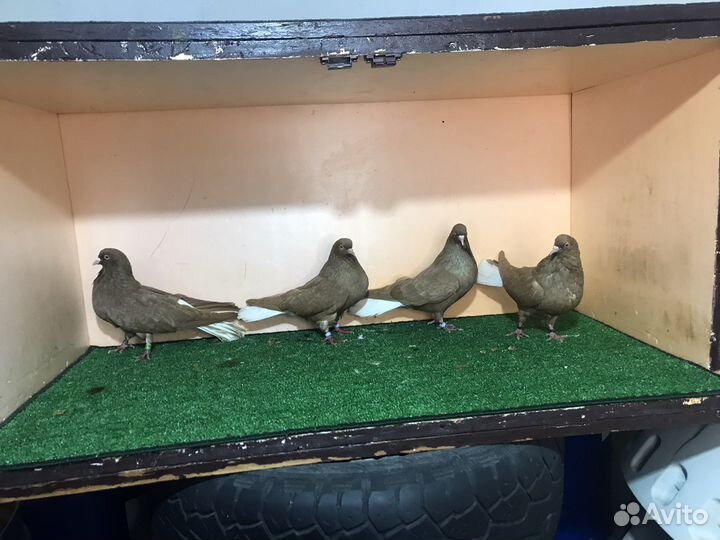 Николаевские голуби