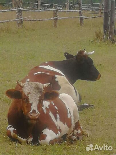 Корова, бычек и тёлка