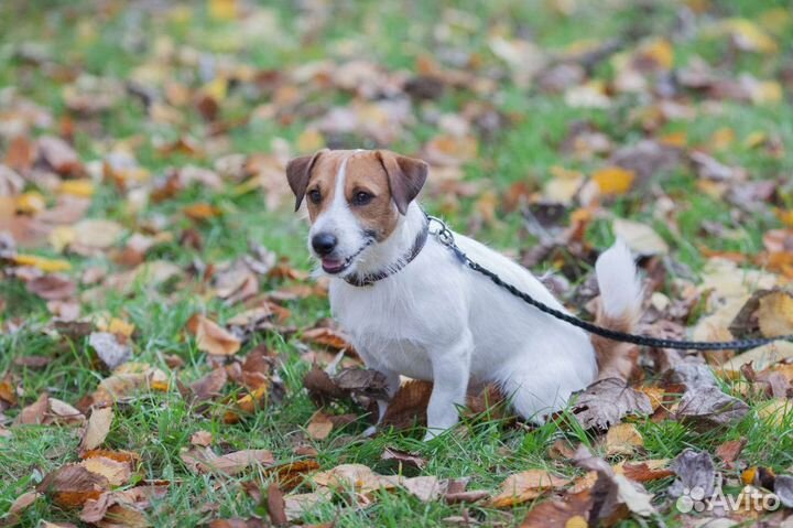 Вязка кобель джек рассел