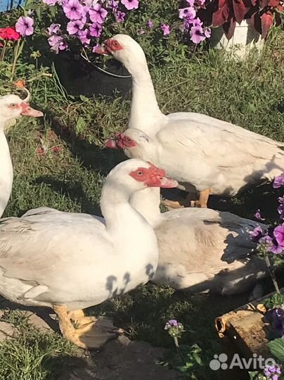 Индоселезни