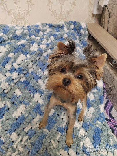 Йоркширский терьер