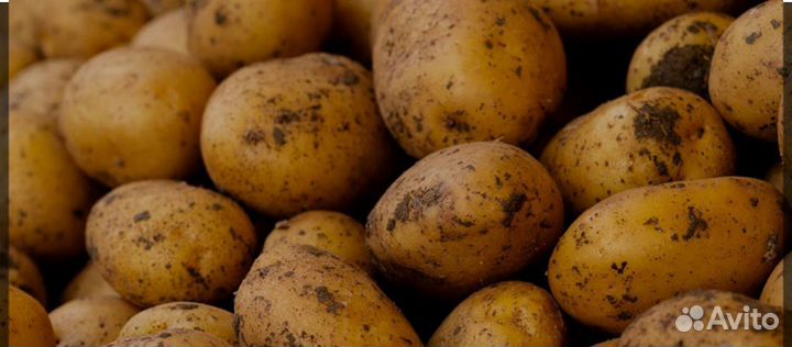 Картофель на еду